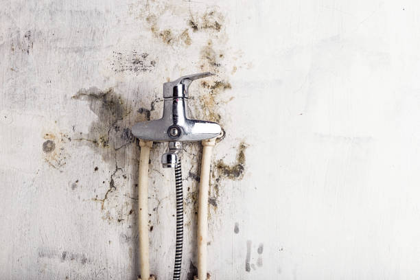 Best Bathroom Mold Remediation in Phillips, WI