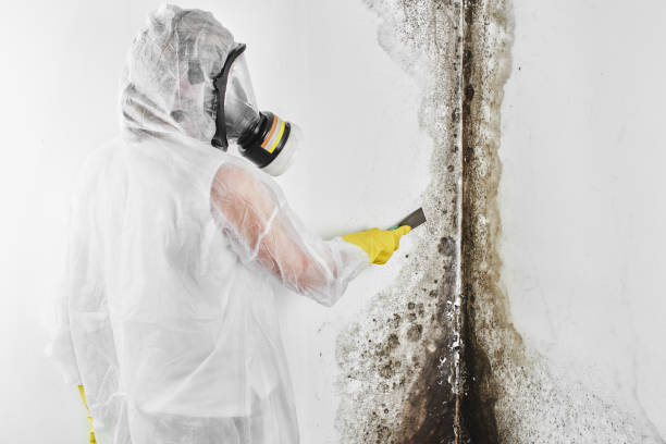 Best Post-Flood Mold Remediation in Phillips, WI