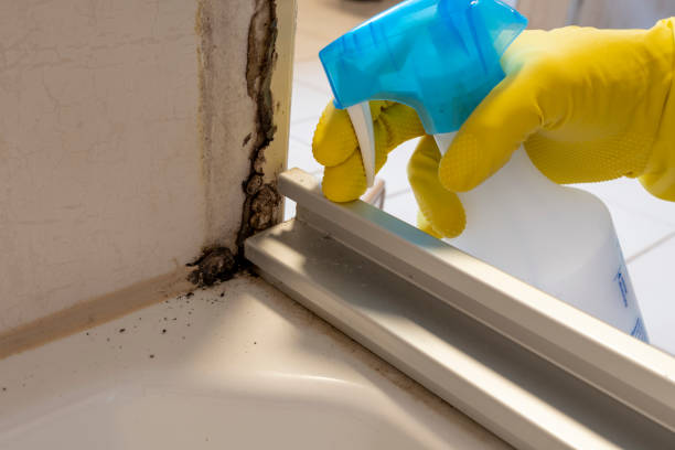 Best Attic Mold Remediation in Phillips, WI