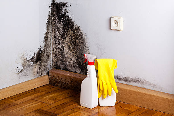 Best Attic Mold Remediation in Phillips, WI